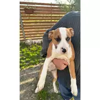Foto dell\'animale Comune di Sant'Anastasia - 380260044906087