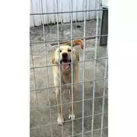 Foto dell\'animale SCHIAVONE PASQUALINA - 380260044947816