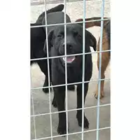 Foto dell\'animale SCHIAVONE PASQUALINA - 380260044947555