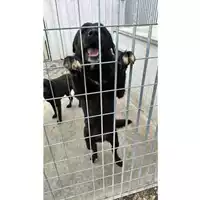 Foto dell\'animale SCHIAVONE PASQUALINA - 380260044947589
