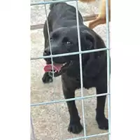 Foto dell\'animale SCHIAVONE PASQUALINA - 380260044947777