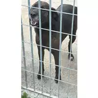Foto dell\'animale SCHIAVONE PASQUALINA - 380260044947495