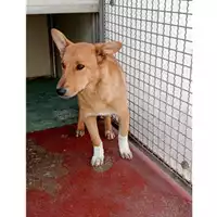 Foto dell\'animale Comune di Marzano di Nola - 380260044947502