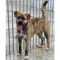 Foto dell\'animale Comune di Volla - 380260044906161