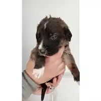 Foto dell\'animale Comune di San Paolo Belsito - 380260044905713
