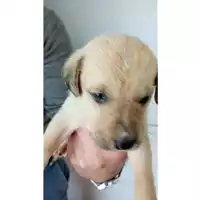 Foto dell\'animale Comune di San Paolo Belsito - 380260044906235