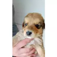 Foto dell\'animale Comune di San Paolo Belsito - 380260044905388
