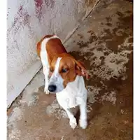 Foto dell\'animale Comune di Sperone - 380260044971304