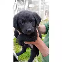 Foto dell\'animale Comune di San Martino Valle Caudina - 380260044947978