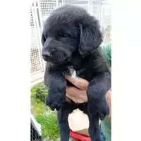 Foto dell\'animale Comune di San Martino Valle Caudina - 380260044947914