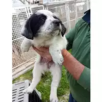 Foto dell\'animale Comune di San Martino Valle Caudina - 380260044964191