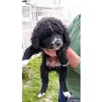 Foto dell\'animale Comune di San Martino Valle Caudina - 380260044948306