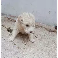 Foto dell\'animale Comune di Montoro - 380260044971423