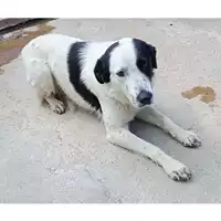 Foto dell\'animale Comune di Marzano di Nola - 380260044971127