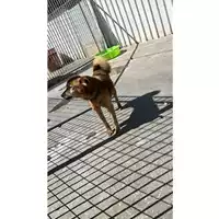 Foto dell\'animale Comune di Montoro - 380260044970873