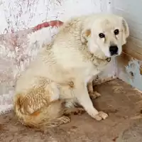 Foto dell\'animale Comune di San Martino Valle Caudina - 380260044970833