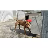 Foto dell\'animale Comune di Sant'Anastasia - 380260044783553
