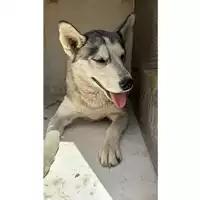 Foto dell\'animale Comune di Avella - 380260044963267