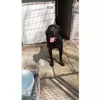 Foto dell\'animale Comune di Saviano - 380260044786697