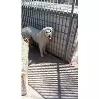 Foto dell\'animale Comune di Carbonara di Nola - 380260044905787
