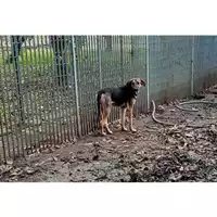Foto dell\'animale Comune di Moschiano - 380260044962615