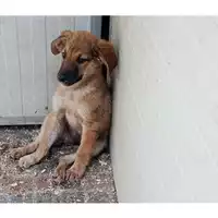 Foto dell\'animale Comune di Moschiano - 380260044963039