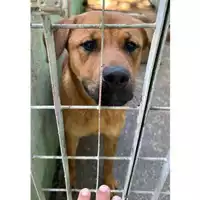 Foto dell\'animale Comune di Montoro - 380260044963384