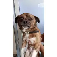 Foto dell\'animale Comune di Lauro - 380260044962877