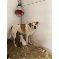 Foto dell\'animale Comune di Sant'Anastasia - 380260100592884