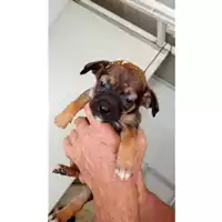 Foto dell\'animale Comune di Sant'Anastasia - 380260044902849