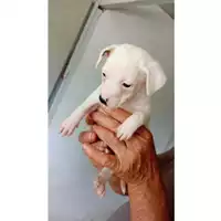Foto dell\'animale Comune di Sant'Anastasia - 380260044902336