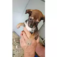 Foto dell\'animale Comune di Sant'Anastasia - 380260044902975