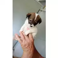 Foto dell\'animale Comune di Sant'Anastasia - 380260044902682