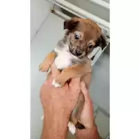 Foto dell\'animale Comune di Sant'Anastasia - 380260044902978