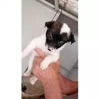 Foto dell\'animale Comune di Sant'Anastasia - 380260044902803