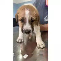 Foto dell\'animale Comune di Carbonara di Nola - 380260044905777