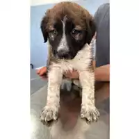 Foto dell\'animale Comune di Carbonara di Nola - 380260044905552