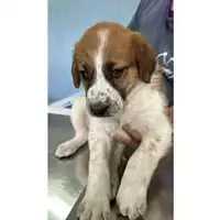 Foto dell\'animale Comune di Carbonara di Nola - 380260044906176