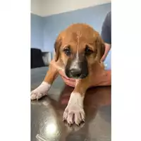 Foto dell\'animale Comune di Carbonara di Nola - 380260044905501
