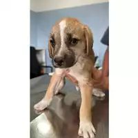 Foto dell\'animale Comune di Carbonara di Nola - 380260044906023