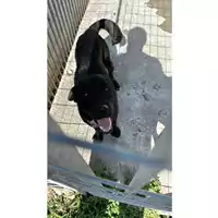 Foto dell\'animale Comune di San Martino Valle Caudina - 380260044946574