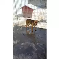 Foto dell\'animale Comune di Sant'Anastasia - 380260044782725