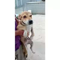 Foto dell\'animale Comune di Tufino - 380260044898490