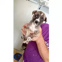 Foto dell\'animale Comune di Volla - 380260044786629