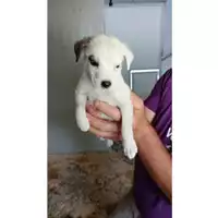 Foto dell\'animale Comune di Volla - 380260044786370