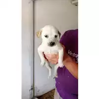 Foto dell\'animale Comune di Volla - 380260044786586