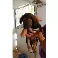 Foto dell\'animale Comune di Tufino - 380260044906181