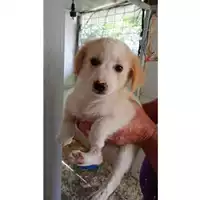 Foto dell\'animale Comune di Tufino - 380260044905494