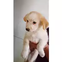 Foto dell\'animale Comune di Tufino - 380260044905730