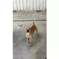 Foto dell\'animale Comune di Melito di Napoli - 380260160692563